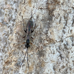 Ichneumonidae (family) (Unidentified ichneumon wasp) at Holder, ACT - 28 Oct 2024 by Hejor1