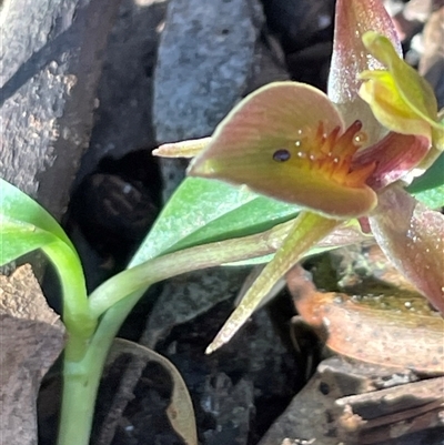 Chiloglottis triceratops (Three-horned Bird Orchid) at Needles, TAS - 19 Oct 2024 by Clarel