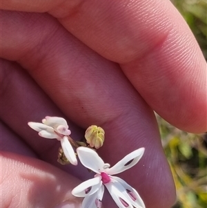 Burchardia umbellata at Lerida, NSW - 29 Oct 2024