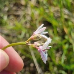 Burchardia umbellata at Lerida, NSW - 29 Oct 2024