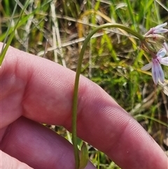 Burchardia umbellata at Lerida, NSW - 29 Oct 2024