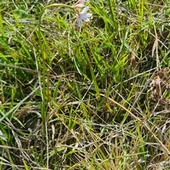 Burchardia umbellata at Lerida, NSW - 29 Oct 2024