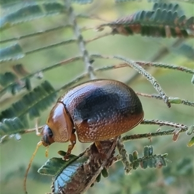 Dicranosterna immaculata (Acacia leaf beetle) at Lerida, NSW - 29 Oct 2024 by clarehoneydove