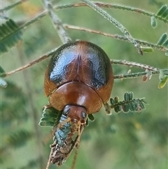 Dicranosterna immaculata at Lerida, NSW - 29 Oct 2024