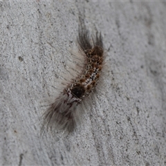 Euproctis baliolalis (Browntail Gum Moth) at Yarralumla, ACT - 29 Oct 2024 by AlisonMilton