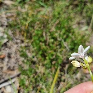 Burchardia umbellata at Lerida, NSW - 29 Oct 2024