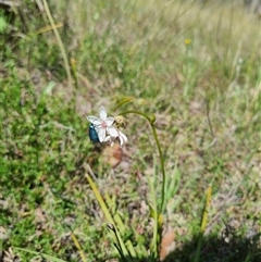 Burchardia umbellata at Lerida, NSW - 29 Oct 2024