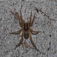 Dolomedes sp. (genus) at Yarralumla, ACT - 29 Oct 2024 by AlisonMilton