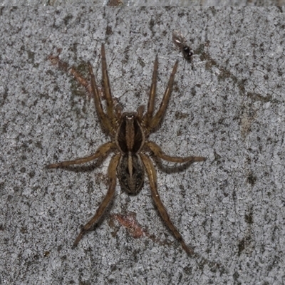 Dolomedes sp. (genus) at Yarralumla, ACT - 29 Oct 2024 by AlisonMilton