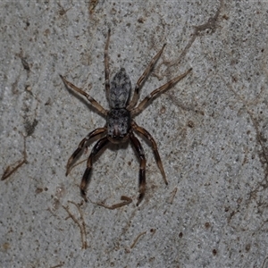 Arasia mollicoma at Yarralumla, ACT - 29 Oct 2024