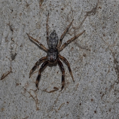 Arasia mollicoma (Flat-white Jumping Spider) at Yarralumla, ACT - 28 Oct 2024 by AlisonMilton