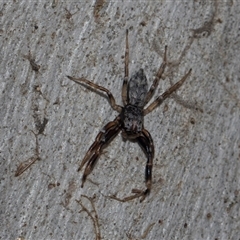 Arasia mollicoma at Yarralumla, ACT - 29 Oct 2024