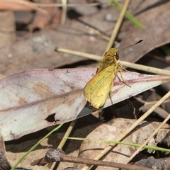 Ocybadistes walkeri (Green Grass-dart) at Yarralumla, ACT - 29 Oct 2024 by AlisonMilton