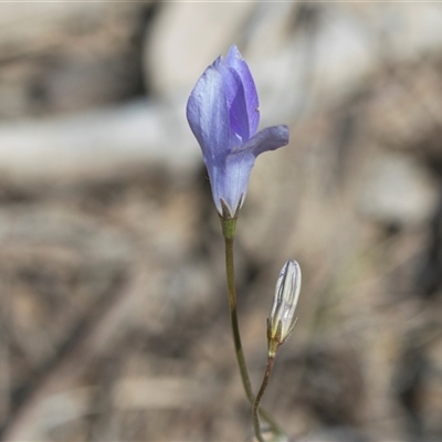 Wahlenbergia capillaris (Tufted Bluebell) at Yarralumla, ACT - 29 Oct 2024 by AlisonMilton