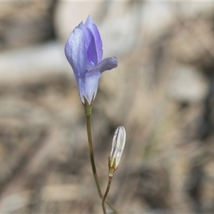 Wahlenbergia capillaris at Yarralumla, ACT - 29 Oct 2024