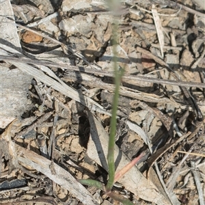 Wahlenbergia capillaris at Yarralumla, ACT - 29 Oct 2024