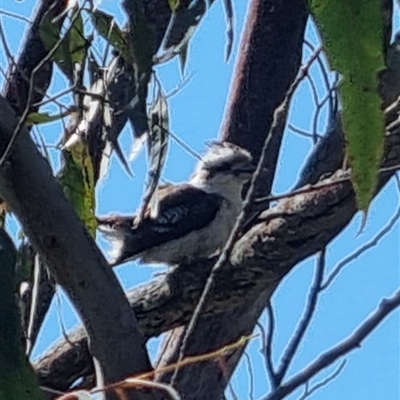 Dacelo novaeguineae (Laughing Kookaburra) at Lerida, NSW - 29 Oct 2024 by clarehoneydove