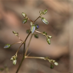 Dianella revoluta var. revoluta (Black-Anther Flax Lily) at Yarralumla, ACT - 29 Oct 2024 by AlisonMilton