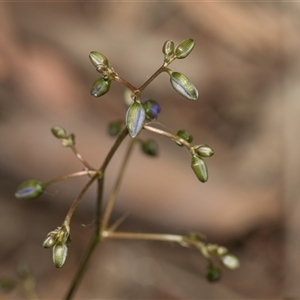 Dianella revoluta var. revoluta at Yarralumla, ACT - 29 Oct 2024