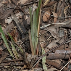 Dianella revoluta var. revoluta at Yarralumla, ACT - 29 Oct 2024