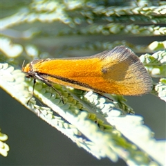 Philobota arabella (Concealer moth) at Holder, ACT - 28 Oct 2024 by Hejor1