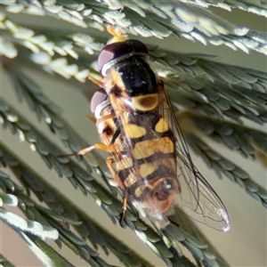 Simosyrphus grandicornis at Holder, ACT - 28 Oct 2024 02:17 PM