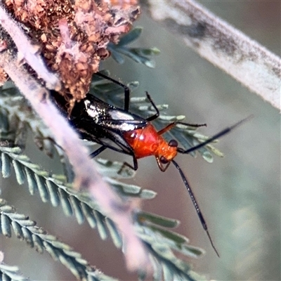 Rayieria basifer (Braconid-mimic plant bug) at Holder, ACT - 28 Oct 2024 by Hejor1