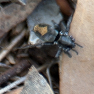 Gnaphosidae (family) at Holder, ACT - 28 Oct 2024 by Hejor1