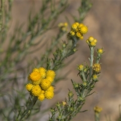 Chrysocephalum semipapposum (Clustered Everlasting) at Yarralumla, ACT - 29 Oct 2024 by AlisonMilton