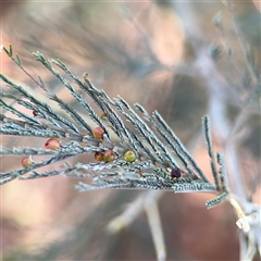 Austroacacidiplosis botrycephalae (A Gall Midge) at Holder, ACT - 28 Oct 2024 by Hejor1