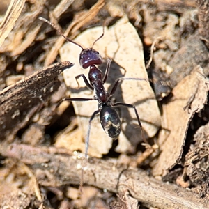 Iridomyrmex purpureus at Holder, ACT - 28 Oct 2024 01:56 PM