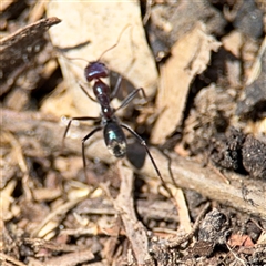 Iridomyrmex purpureus at Holder, ACT - 28 Oct 2024 01:56 PM