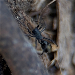 Myrmarachne luctuosa at Holder, ACT - 28 Oct 2024