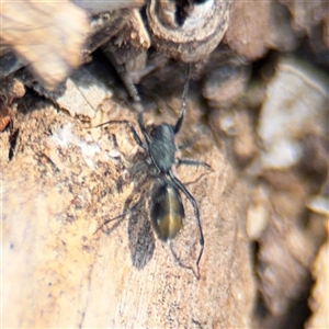 Myrmarachne luctuosa at Holder, ACT - 28 Oct 2024 01:50 PM