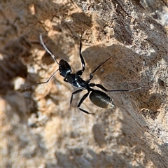 Camponotus aeneopilosus (A Golden-tailed sugar ant) at Holder, ACT - 28 Oct 2024 by Hejor1