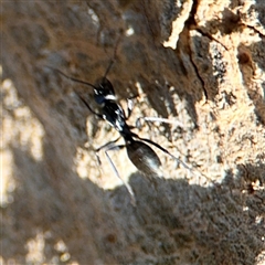 Camponotus aeneopilosus at Holder, ACT - 28 Oct 2024