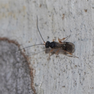 Ichneumonoidea (Superfamily) (A species of parasitic wasp) at Yarralumla, ACT - 29 Oct 2024 by AlisonMilton