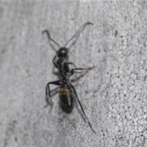 Camponotus aeneopilosus at Yarralumla, ACT - 29 Oct 2024