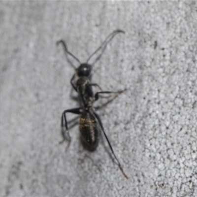 Camponotus aeneopilosus (A Golden-tailed sugar ant) at Yarralumla, ACT - 29 Oct 2024 by AlisonMilton