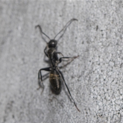 Camponotus aeneopilosus (A Golden-tailed sugar ant) at Yarralumla, ACT - 28 Oct 2024 by AlisonMilton