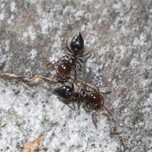 Crematogaster sp. (genus) at Yarralumla, ACT - 29 Oct 2024 10:11 AM