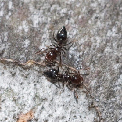 Crematogaster sp. (genus) (Acrobat ant, Cocktail ant) at Yarralumla, ACT - 28 Oct 2024 by AlisonMilton