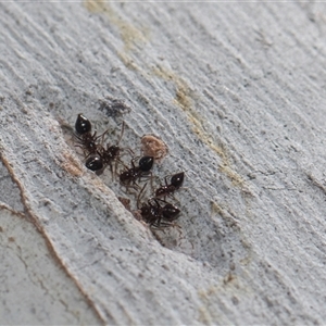 Crematogaster sp. (genus) at Yarralumla, ACT - 29 Oct 2024 10:11 AM