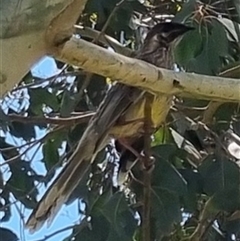 Anthochaera carunculata (Red Wattlebird) at Crookwell, NSW - 29 Oct 2024 by clarehoneydove