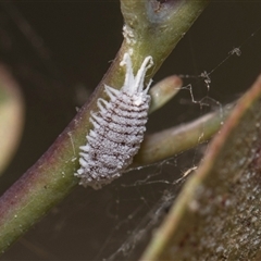 Pseudococcidae sp. (family) (A mealybug) at Yarralumla, ACT - 28 Oct 2024 by AlisonMilton