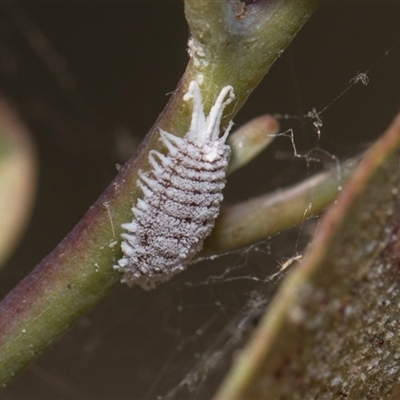 Pseudococcidae sp. (family) (A mealybug) at Yarralumla, ACT - 29 Oct 2024 by AlisonMilton