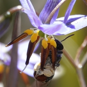 Lipotriches sp. (genus) at Hall, ACT - 29 Oct 2024