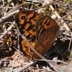 Heteronympha merope (Common Brown Butterfly) at Hall, ACT - 28 Oct 2024 by Anna123