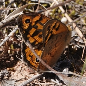 Heteronympha merope at Hall, ACT - 29 Oct 2024