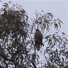 Ptilonorhynchus violaceus (Satin Bowerbird) at Hawker, ACT - 26 Oct 2024 by JoannaC